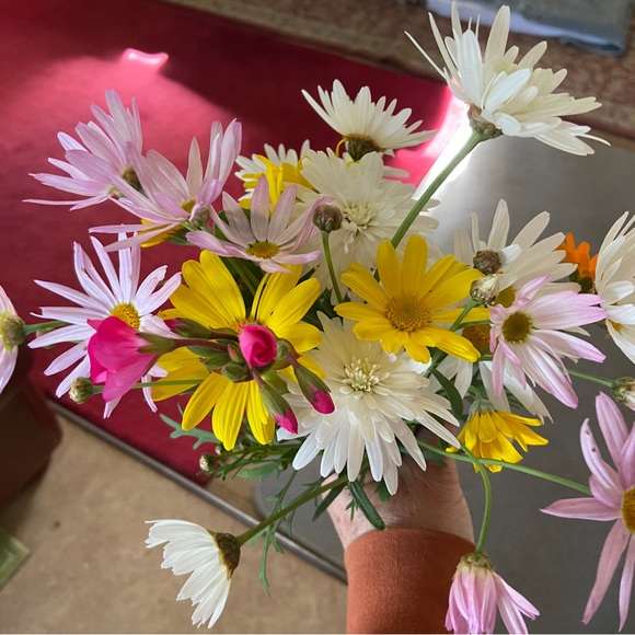 Meet your Posher, Zita - Picture 2 of 3